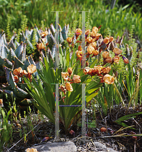 Picture of Sparaxis elegans 