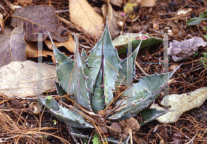 Picture of Agave montana 
