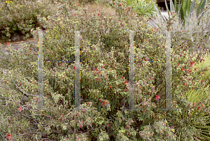 Picture of Calliandra californica 