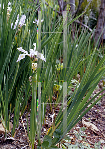 Picture of Iris longipetala 