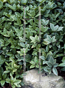 Picture of Ardisia japonica 'Variegata'