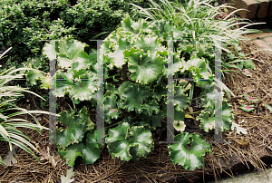 Picture of Farfugium japonicum 'Crispata'