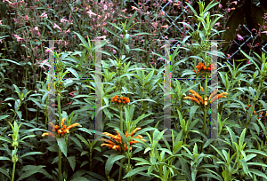 Picture of Leonotis leonurus 