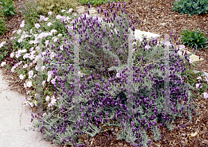 Picture of Lavandula stoechas 