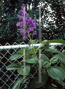 Picture of Tibouchina grandifolia 