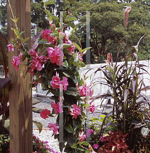 Picture of Mandevilla x amoena 'Rita Marie Green'