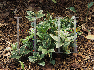 Picture of Ardisia japonica 'Variegata'