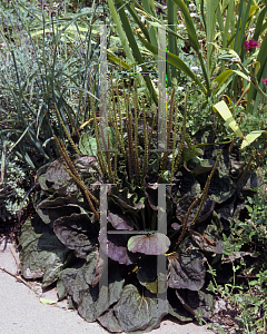 Picture of Plantago major 'Rubrifolia'