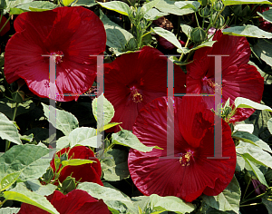 Picture of Hibiscus moscheutos 'Luna Red'