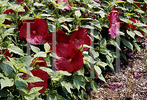 Picture of Hibiscus moscheutos 'Luna Red'