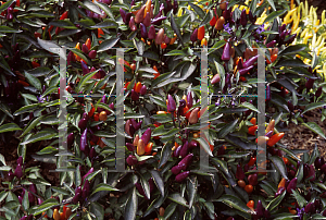 Picture of Capsicum annuum var. annuum 'Explosive Ember'