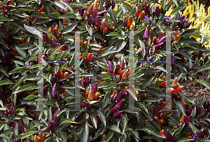 Picture of Capsicum annuum var. annuum 'Explosive Ember'