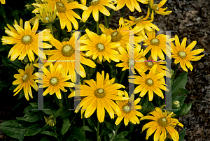 Picture of Rudbeckia hirta 'Prairie Sun'