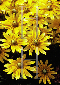 Picture of Rudbeckia hirta 'Prairie Sun'