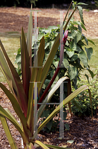 Picture of Crinum asiaticum 'Cuprifolium'