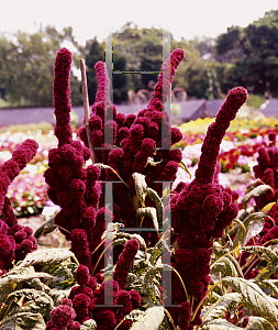 Picture of Amaranthus x 'Ritz Rocket'