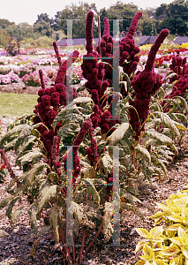 Picture of Amaranthus x 'Ritz Rocket'