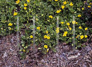 Picture of Mecardonia procumbens 