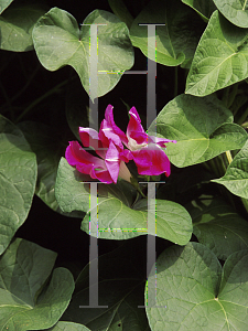 Picture of Ipomoea purpurea 'Split Personality'