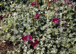 Picture of Ipomoea x imperialis 'Cameo Elegance'