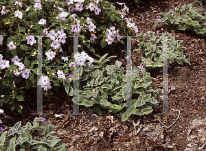 Picture of Tradescantia sillamontana 