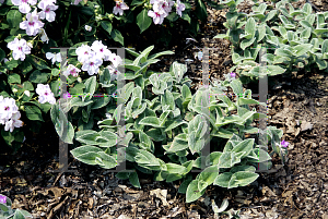 Picture of Tradescantia sillamontana 