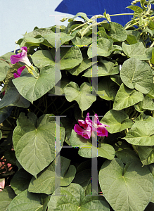 Picture of Ipomoea purpurea 'Split Personality'