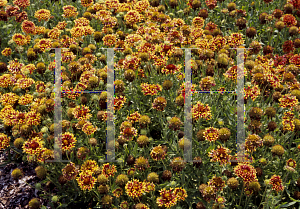 Picture of Gaillardia pulchella 'Sundance Bicolor'