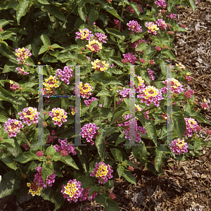 Picture of Lantana camara 'Landmark Rose Glow'