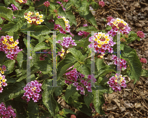 Picture of Lantana camara 'Landmark Rose Glow'