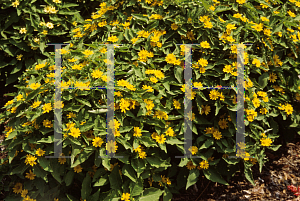 Picture of Melampodium paludosum 'Million Gold'