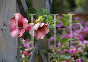 Picture of Allamanda cathartica 'Chocolate Cherry'