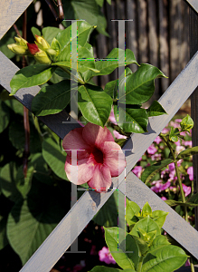 Picture of Allamanda cathartica 'Chocolate Cherry'