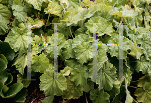 Picture of Heuchera villosa 'Autumn Bride'