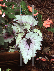 Picture of Begonia rex cultorum hybrids 