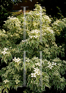 Picture of Cornus kousa 'Wolf Eyes'