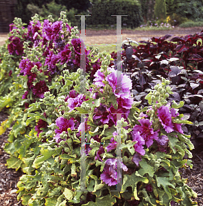 Picture of Alcea rosea 'Queeny Purple'