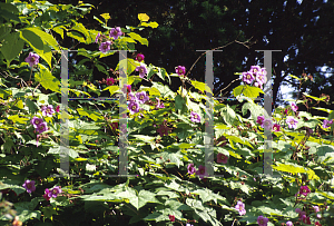 Picture of Rubus odoratus 