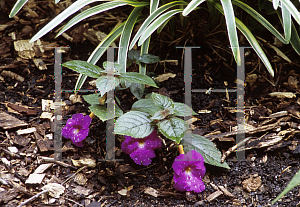 Picture of Achimenes longiflora 