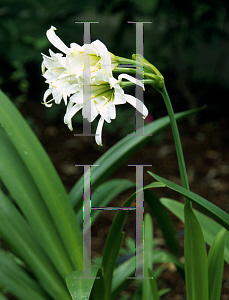 Picture of Hymenocallis hybrid 