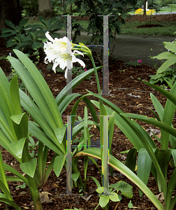 Picture of Hymenocallis hybrid 