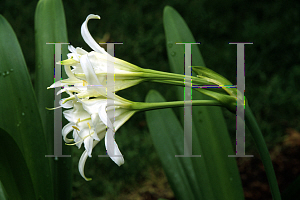 Picture of Hymenocallis hybrid 
