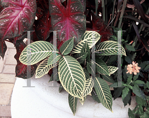 Picture of Sanchezia speciosa 