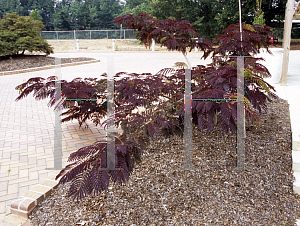 Picture of Albizia julibrissin 'Summer Chocolate'