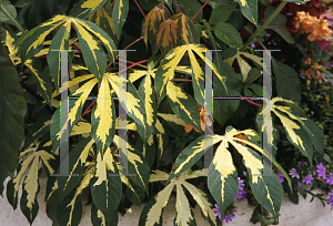 Picture of Manihot esculenta 'Variegata'