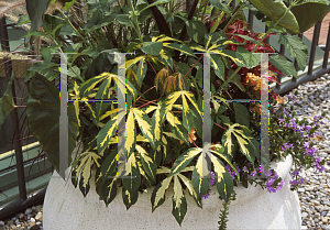 Picture of Manihot esculenta 'Variegata'