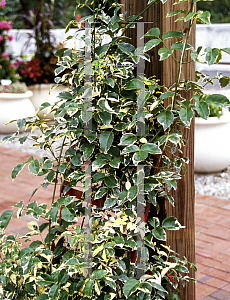 Picture of Pandorea jasminoides 'Variegata'