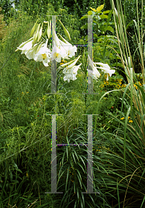 Picture of Lilium formosanum 