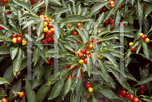 Picture of Capsicum annuum var. annuum 'Marbles'