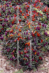 Picture of Capsicum annuum var. annuum 'Explosive Ignite'